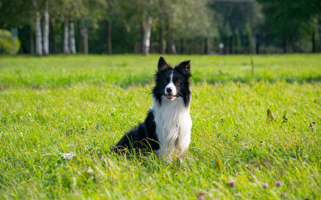 I Want A Divorce…Please Get Out! (But Leave The Dog)